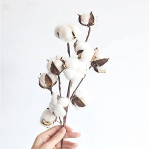 Natural Cotton Branches