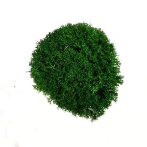 Preserved Moss
